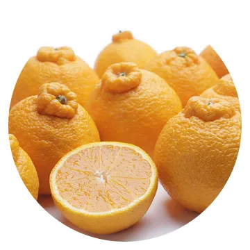 中晩柑